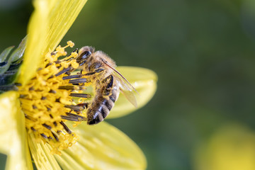 Biene bestäubt Stauden-Sonnenblume - Lemon-Queen - Helianthus