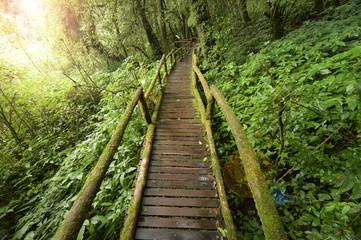 The walk way in the deep forest.
