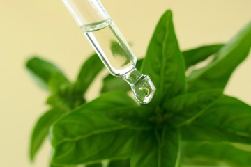 Basil  essential oil in a glass pipette and fresh green sprigs of basil on a light yellow background