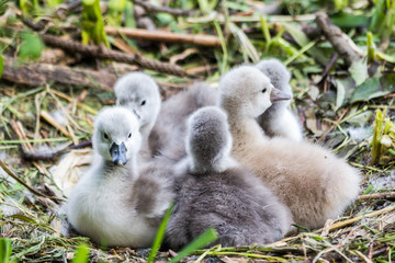 Swan baby cygnet cuddling together to keep their body warm in the hatchingnest at the river side