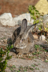 Portrait of a big beautiful rabbit in the yard