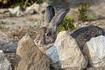 Portrait of a big beautiful rabbit in the yard