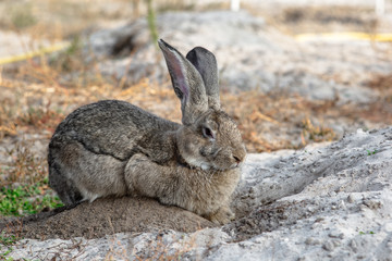 Portrait of a big beautiful rabbit in the yard
