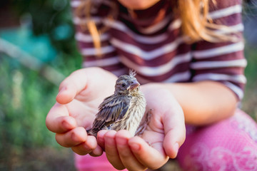 The little bird that fell from the nest in the hands of a child