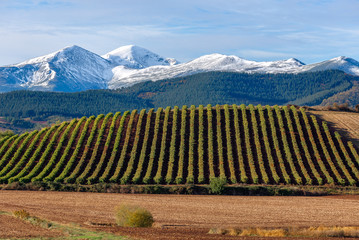 Vineyards with San Lorenzo mountain as background, La Rioja, Spain