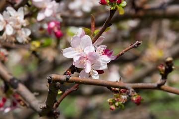 Sydney Australia, fruit tree with first spring blossoms