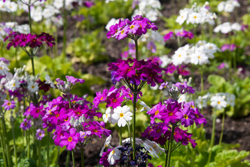 Fototapeta premium Sydney Australia, garden bed of primula flowers in bloom