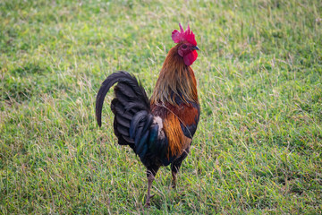 Kauai Rooster