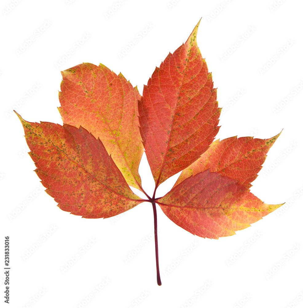 Poster autumn grape leaves isolated on white background