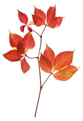Fototapeta na wymiar autumn grape leaves isolated on white background