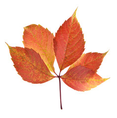 autumn grape leaves isolated on white background