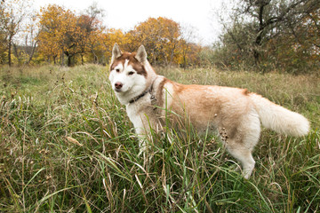 nice husky dog looking to playing or hunting in the grass in autumn park