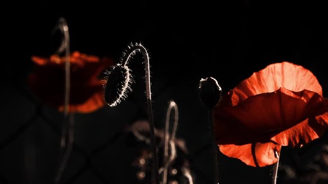 Stylized picture of poppy tenderness.Poppy flowers are attractive and unique.Poppy, dark background, glare of light, stylized picture.