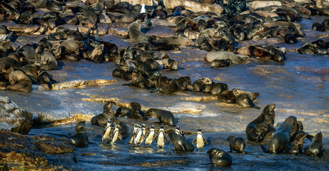 African Penguins on Seal Island. African penguin, Spheniscus demersus, also known as the jackass penguin and black-footed penguin. Colony of cape fur seals on the background. False Bay. South Africa.