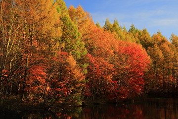 Fototapeta premium 紅葉の八幡平