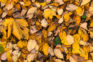 Autumn  leaves background. Multicolored maple leaves lie on the grass. Abstract background of autumn leaves. Nature concept. Flat lay.