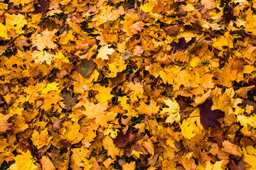 Autumn  leaves background. Multicolored maple leaves lie on the grass. Abstract background of autumn leaves. Nature concept. Flat lay.
