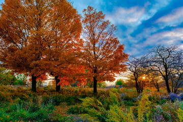 Autumn colors in Chicago, Chicago IL, 2018