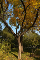 tree in autumn