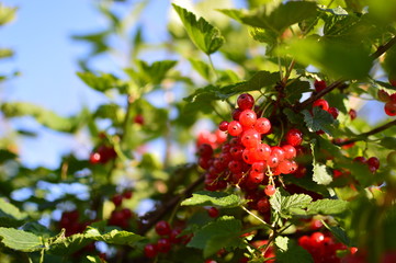 Obraz premium Red currant