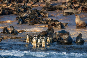 African Penguins on Seal Island. African penguin, Spheniscus demersus, also known as the jackass penguin and black-footed penguin. Colony of cape fur seals on the background. False Bay. South Africa.