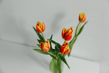Bunch of spring tulip flower