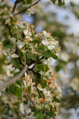 Blooming apple tree
