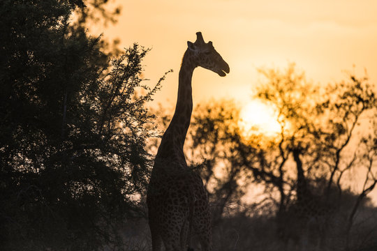 Kordoffan Giraffe
