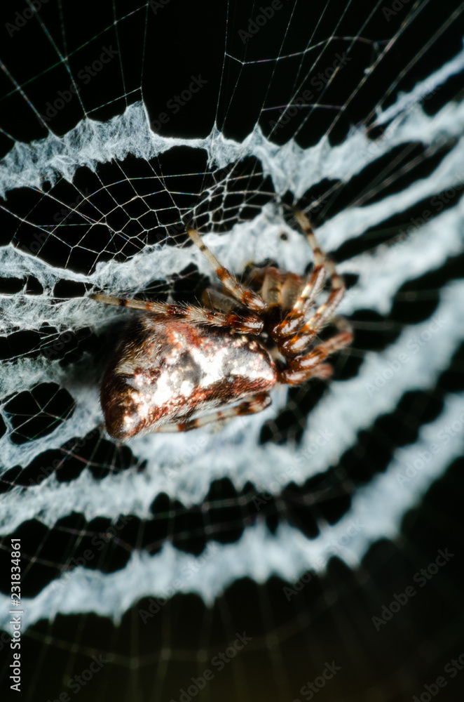 Wall mural spider on web