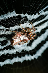 spider on web