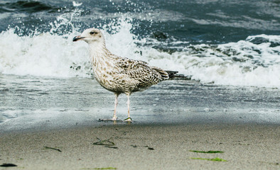 Seagull on the shore