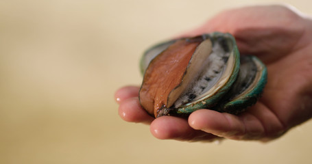 Two Australian farmed Tiger abalone being gently handled.
