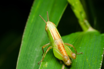 grasshopper on green grass