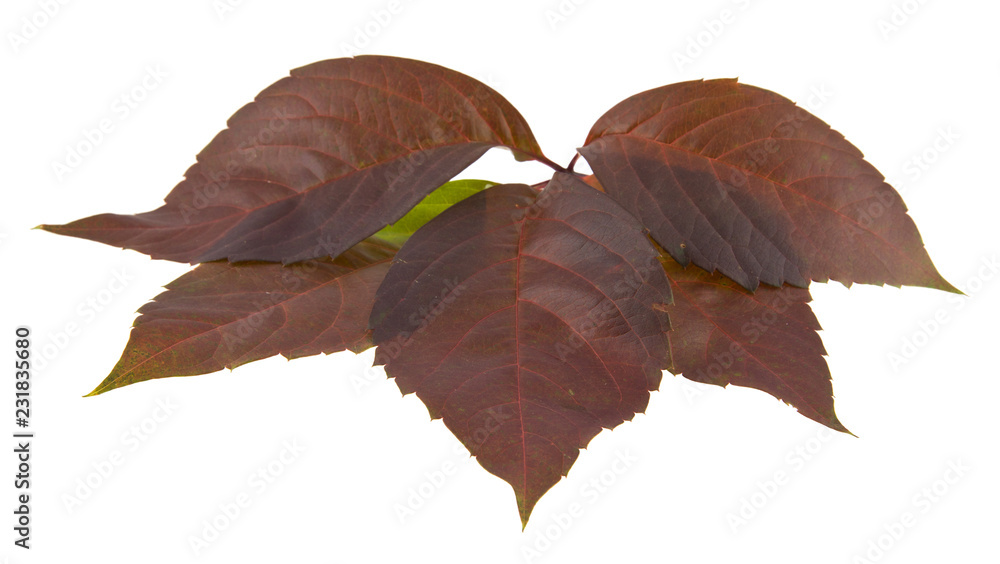 Sticker autumn grape leaves isolated on white background