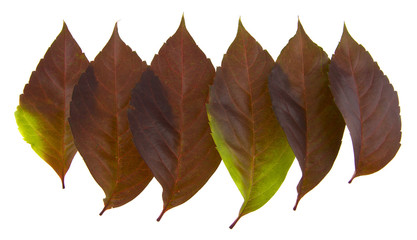 autumn grape leaves isolated on white background