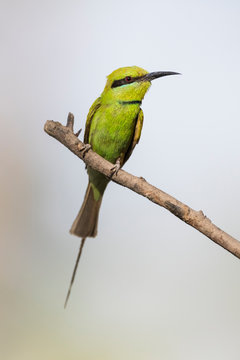 Little Green Bee-Eater