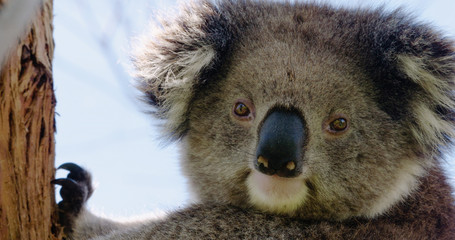 Fototapeta premium Close-up of cute koala clinging to Eucalyptus tree looking straight at camera. Filmed in the wild.