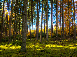 Fototapeta na wymiar black forest in autumn