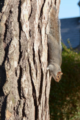 Sciurus carolinensis - grey squirrel heading down tree trunk