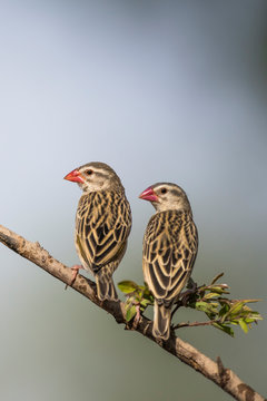 Red-billed Quelea