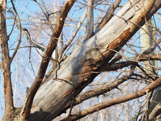 Tree in the spring. Russian spring nature. Russia, Ural, Perm Region