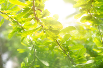 Green leaf tree with sun light