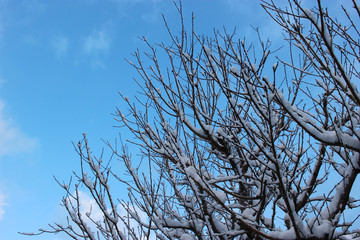 雪の積もった樹木と空