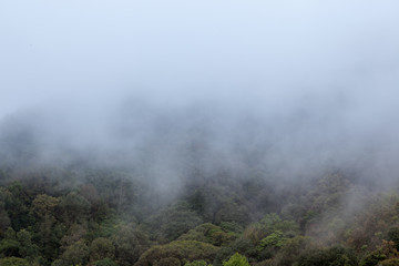 fog draws across the forest