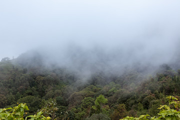 fog draws across the forest