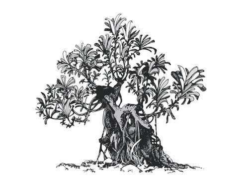 Bonsai tree. Schefflera, drawing ink .