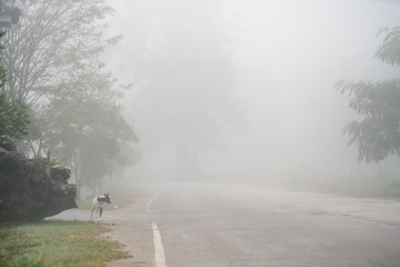 Obraz na płótnie Canvas an beautiful dog in the mist