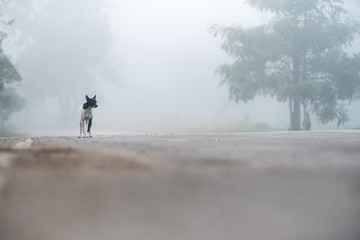 Fototapeta na wymiar an beautiful dog in the mist