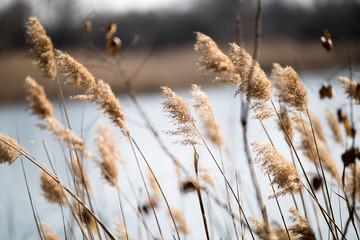 Fototapeta premium Picture of plants in front of blue lake