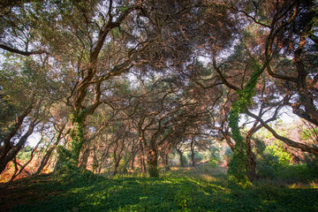 Obraz premium HDR Olivenbäume